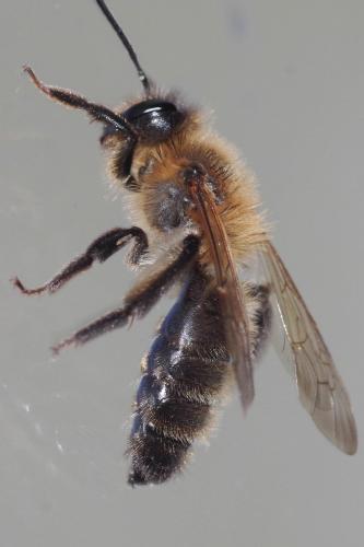 Andrena (scotica-trimmerana)