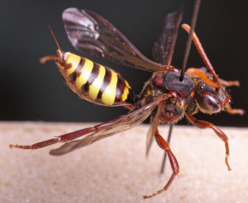 Nomada signata