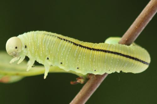 Réf. 278 628 : Cimbex femoratus