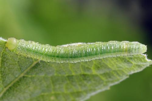 Euura humeralis