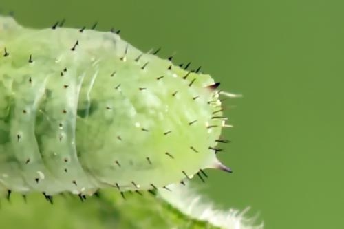 Euura humeralis