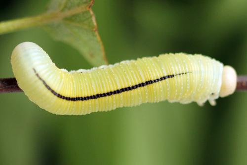 Réf. 278 634 : Cimbex femoratus