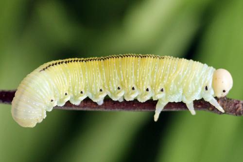Cimbex femoratus