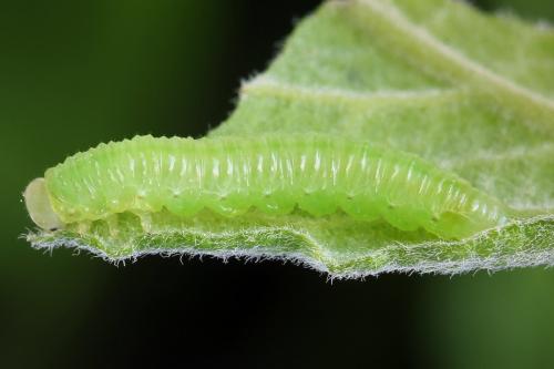 Euura humeralis