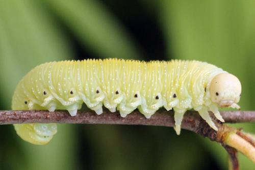 Réf. 278 633 : Cimbex femoratus