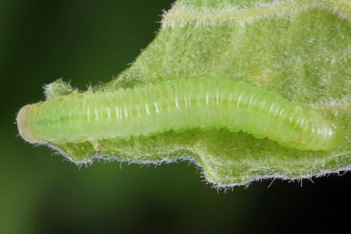 Euura humeralis