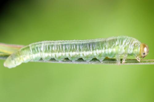 Euura sp.