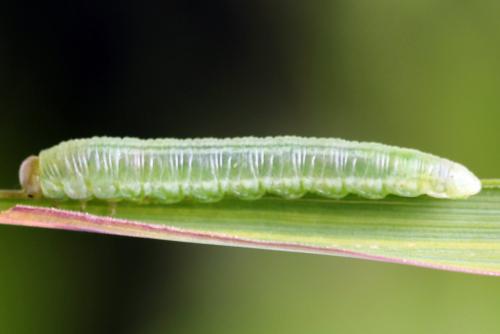 Réf. 278 607 : Euura sp.