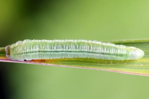 Réf. 278 608 : Euura sp.