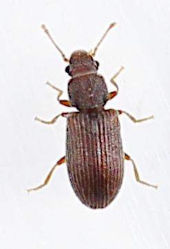 Réf. 278 132 : Berginus tamarisci