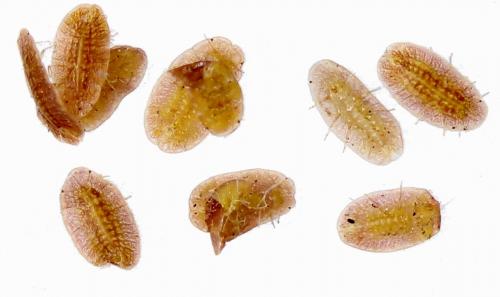 Coccus hesperidum