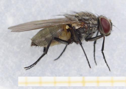 Réf. 278 921 : Fannia canicularis