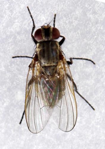 Réf. 278 922 : Fannia canicularis