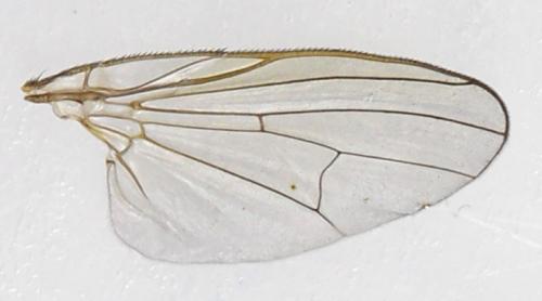 Réf. 278 944 : Fannia canicularis