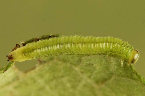 Réf. 278 334 : Euura oligospila