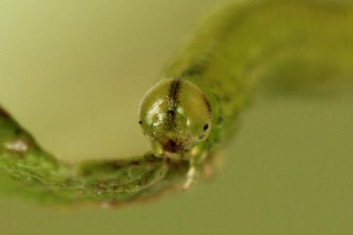 Réf. 278 335 : Euura oligospila