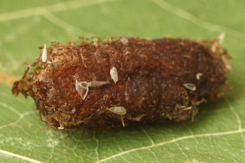 Réf. 278 610 : Euura sp.