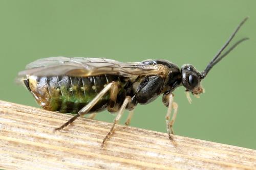 Réf. 278 611 : Euura sp.