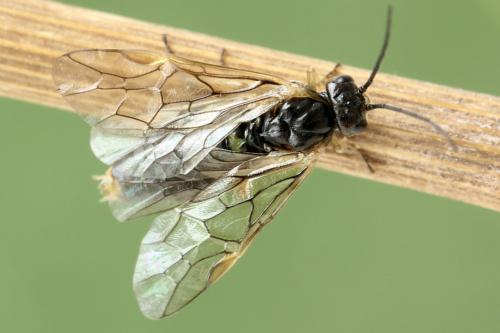 Réf. 278 612 : Euura sp.