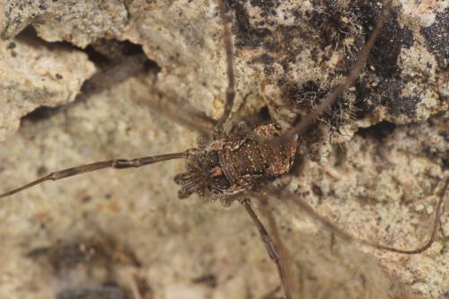 Dasylobus graniferus