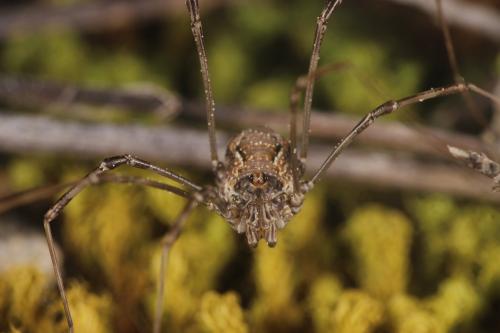 Réf. 278 361 : Dasylobus graniferus
