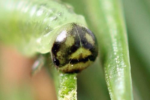Réf. 278 800 : Pristiphora sp.