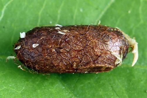 Pristiphora sp.