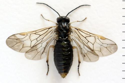 Réf. 278 613 : Euura sp.