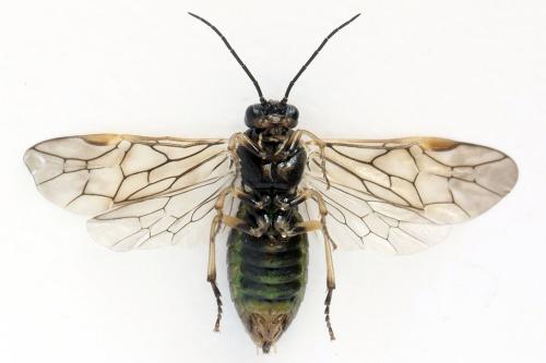Réf. 278 614 : Euura sp.