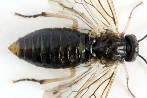Réf. 278 615 : Euura sp.