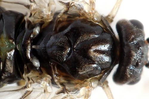 Réf. 278 616 : Euura sp.