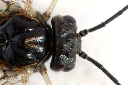 Réf. 278 617 : Euura sp.