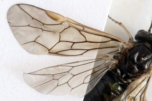 Réf. 278 618 : Euura sp.