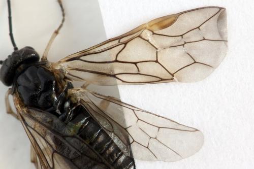 Réf. 278 619 : Euura sp.
