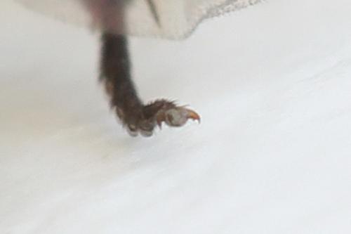 Réf. 278 620 : Euura sp.