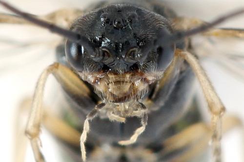 Réf. 278 621 : Euura sp.
