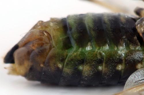 Réf. 278 623 : Euura sp.