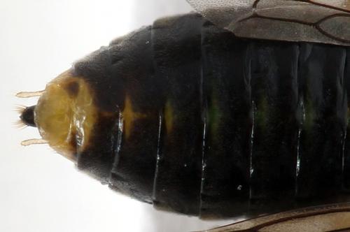 Réf. 278 625 : Euura sp.