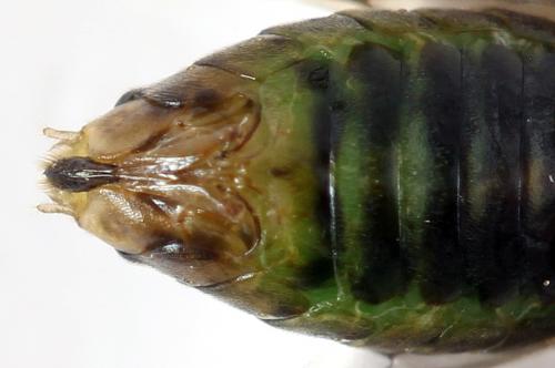 Réf. 278 626 : Euura sp.