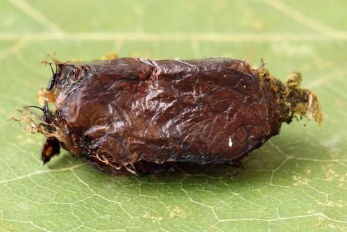 Euura humeralis