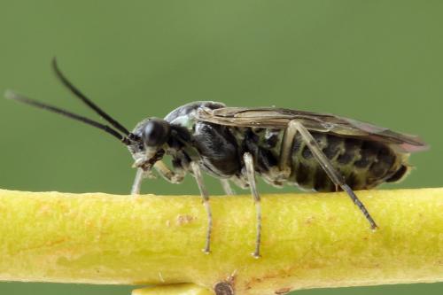 Euura humeralis