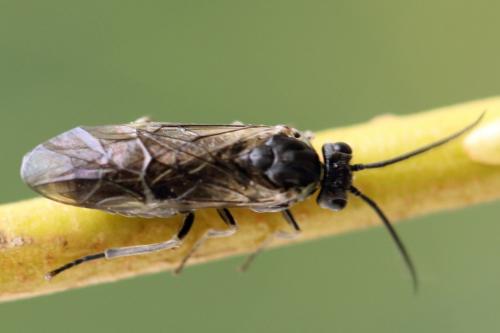 Euura humeralis