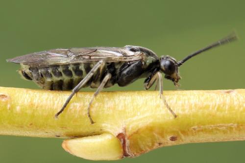 Réf. 278 827 : Euura humeralis