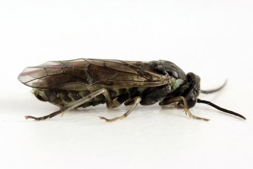 Euura humeralis