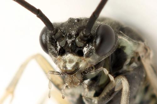 Euura humeralis