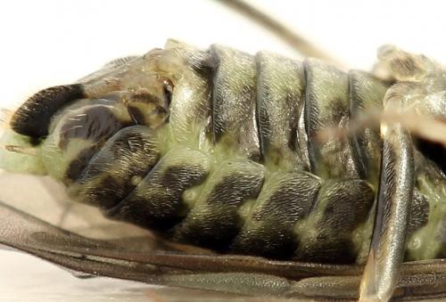 Euura humeralis