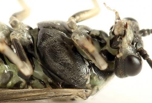 Euura humeralis