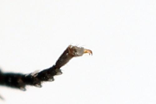 Euura humeralis