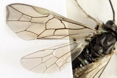 Euura humeralis