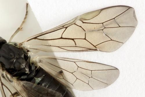 Euura humeralis
